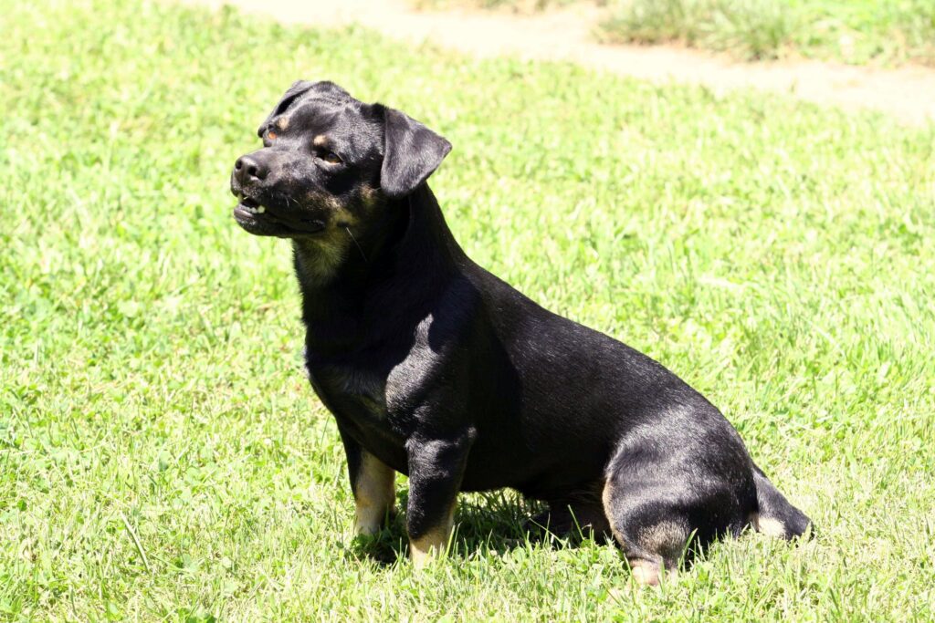 Daegan the black/tan stud