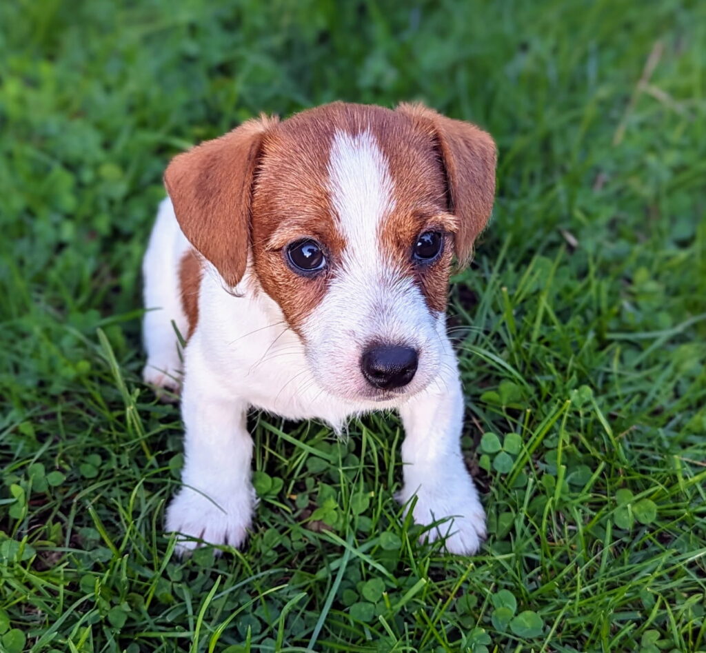 Milo