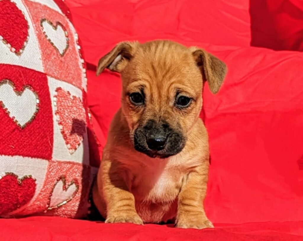 hunt terrier