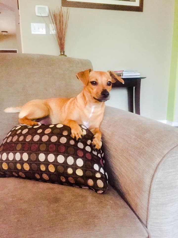 hunt terrier