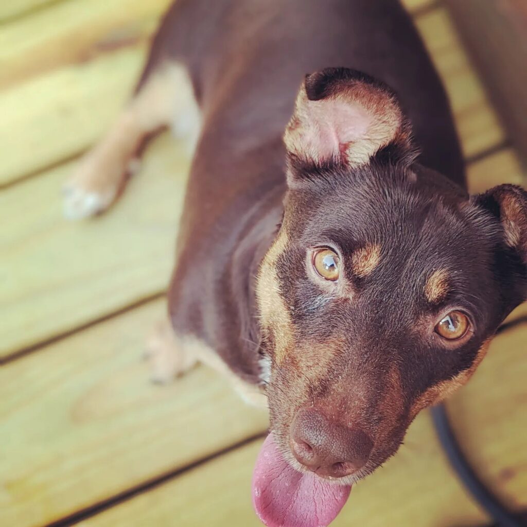 Lani the lady