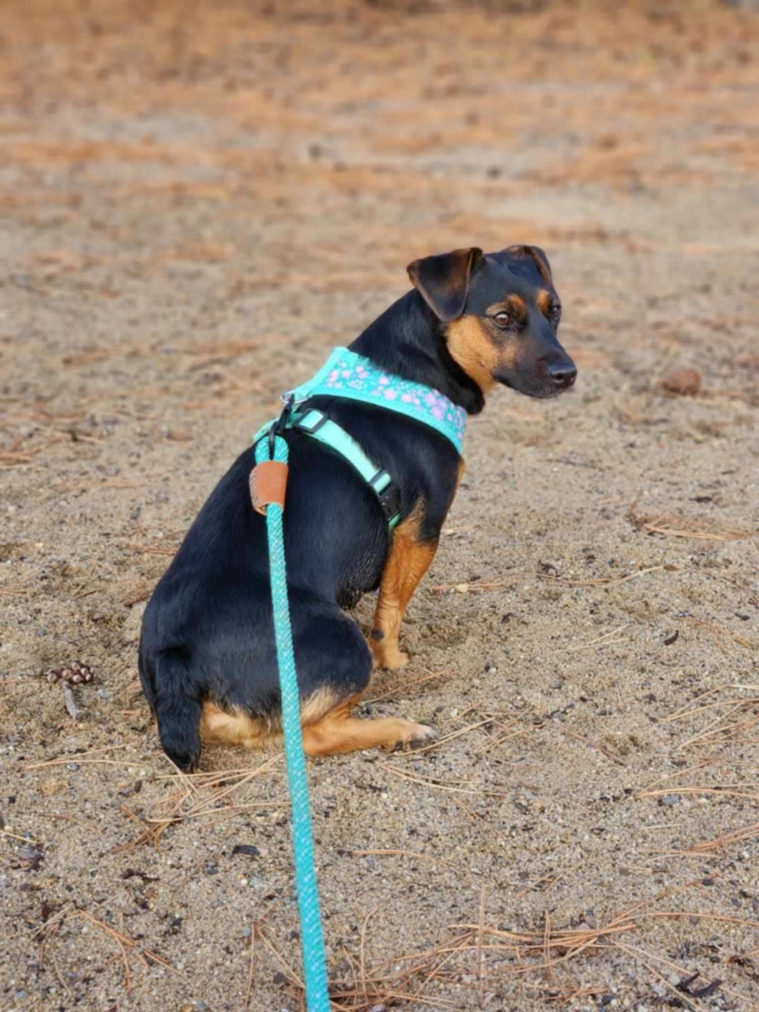 hunt terrier