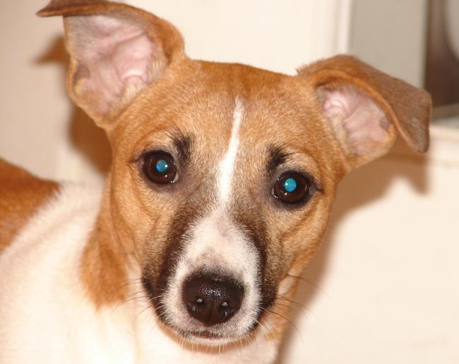 Malibu the dog