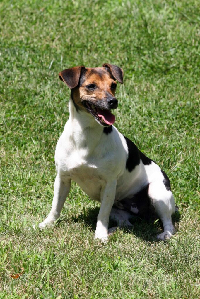 tiara the dog